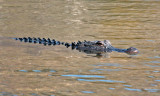IMG_4477 alligator.jpg