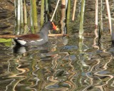 IMG_4482 common moorhen.jpg