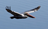 IMG_3250 pelican flight.jpg
