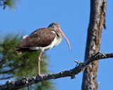 IMG_3318 young ibis.jpg