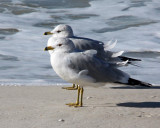 IMG_4706 gulls.jpg