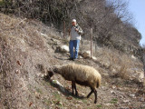 Ewe grazing along our path.