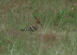 Hoopoe (Ibibek) bird.  The crest can be opened like a Cockatiels.  This one was picking grubs out of a manure pie.