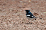  N ()   Oriental Magpie Robin (Adult Male)