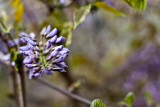 Wisteria