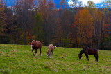 Happy Horses