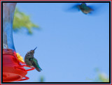 My First Attempt At Shooting Hummingbirds