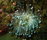 With fronds like those, who needs anemones....