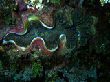 Its A Giant Clam