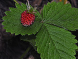 Wild Strawberry, Fragaria vesca