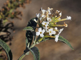 Butterfly Bush, Buddleja davidii