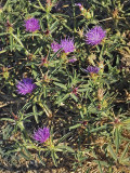Purple Starthistle, Centaurea calcitrapa