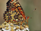 Variable Checkerspot