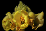 Woolly Mullein, Verbascum thapsus