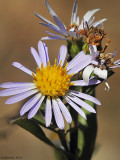 California Aster, Symphyotrichum chilense