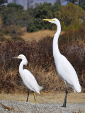 Snowy Egret, American Egret