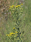 Telegraph Weed, Heterotheca grandiflora