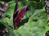 Giant Trillium, Trillium chloropetalum