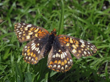 Northern Checkerspot, female (?)
