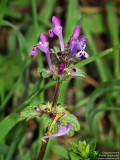 Clasping Henbit, Lamium amplexicaule