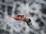 Saddlebags
