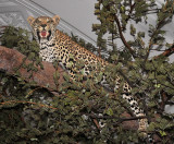 Leopard in Acacia