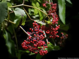 Red Elderberry, Sambucus racemosa
