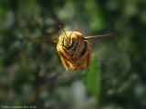 Valley Carpenter Bee, male