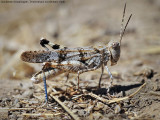 Occidental Grasshopper, Trimerotropis occidentalis