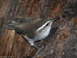 Bewicks Wren