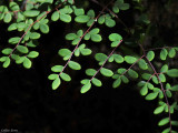 Coffee Fern, Pellaea andromedifolia