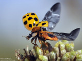 Asian Lady Beetle, female
