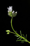 Field Gilia, Gilia capitata