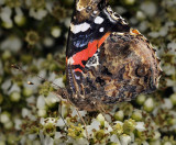 Red Admiral, Vanessa atalanta