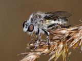 Robber Fly sp