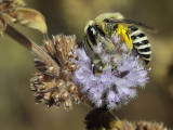 Cellophane Bee, Colletes sp