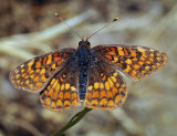 Gabbs Checkerspot, male