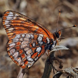 Gabbs Checkerspot, male