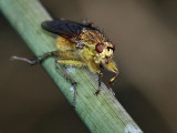 Dung Fly