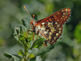 Variable Checkerspot