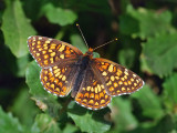 Northern Checkerspot (?)