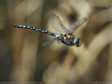 Paddle-tailed Darner in flight