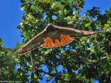 Red-tailed Hawk