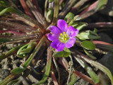 Portulacaceae: Red Maids, Miners Lettuce, Candyflower