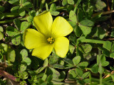 Weeds of Towns and Roads