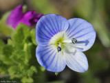 Birds-eye Speedwell, Veronica persica