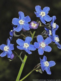 Boraginaceae: Fiddlenecks, Heliotrope, Hound's-tongue, Nemophila, Popcorn Flower