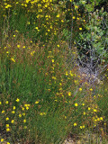 Peak Rushrose, Helianthemum scoparium