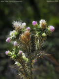 Italian Thistle, Carduus pycnocephalus