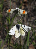 Sara Orangetips